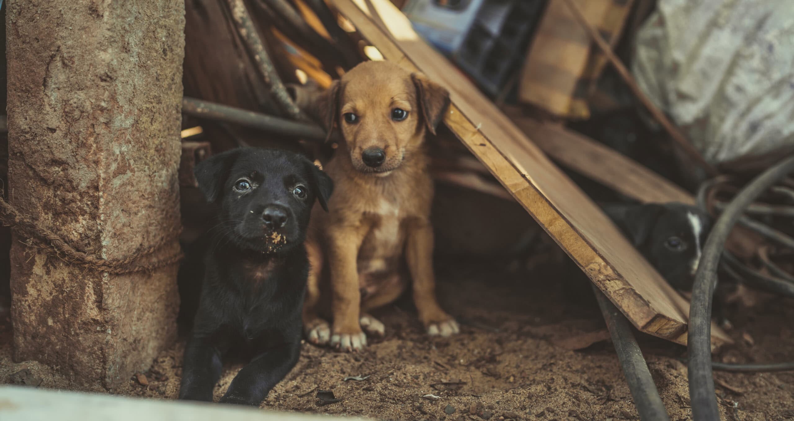 AdobeStock 311090718 scaled