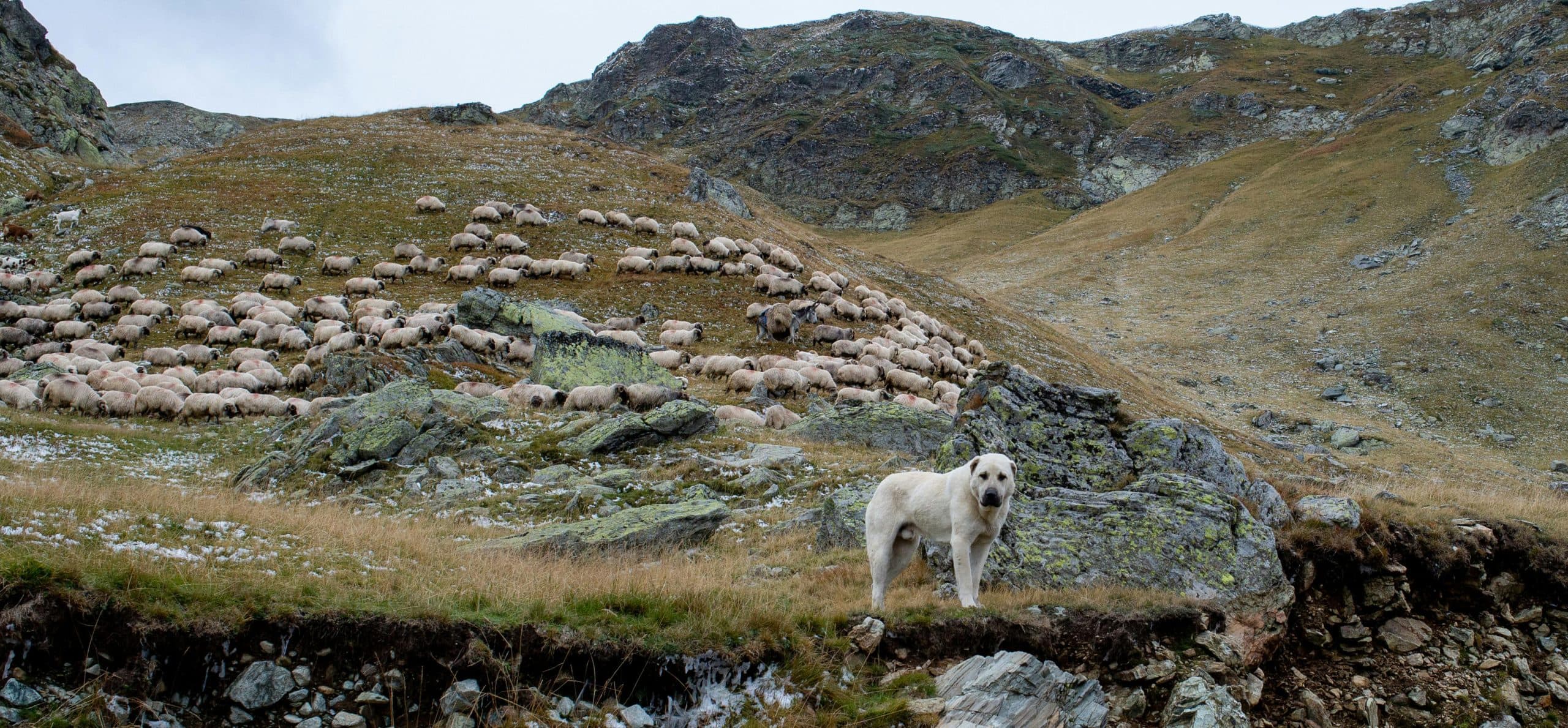 farm dog image scaled