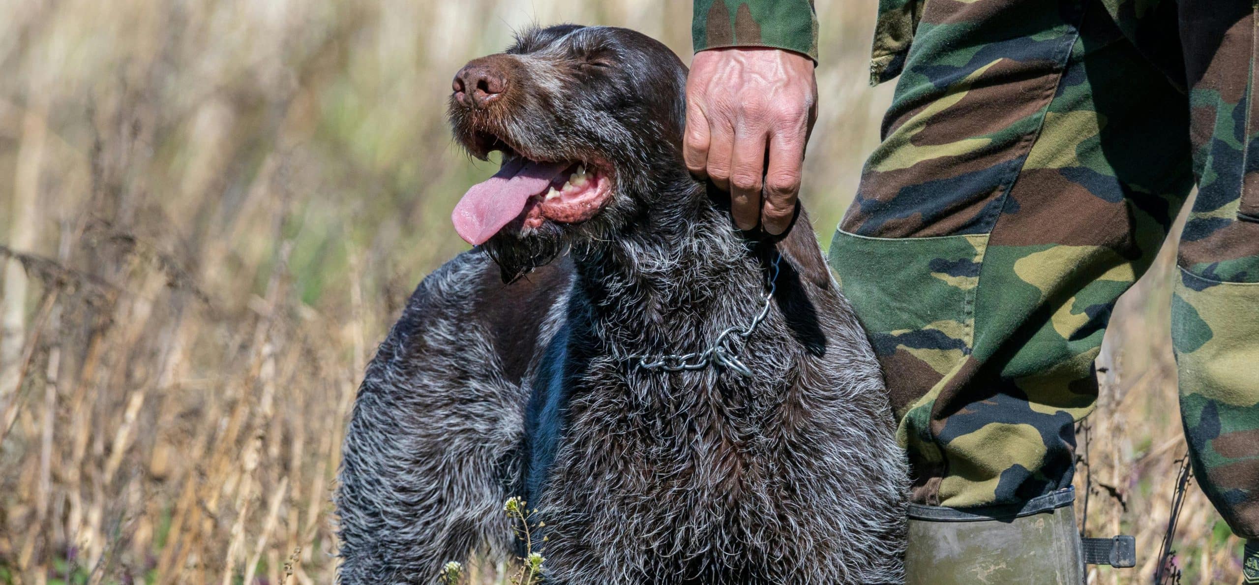 hunter dog image scaled