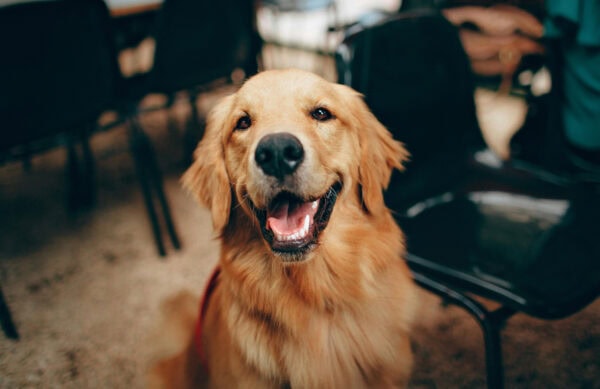 pexels helenalopes 2253275