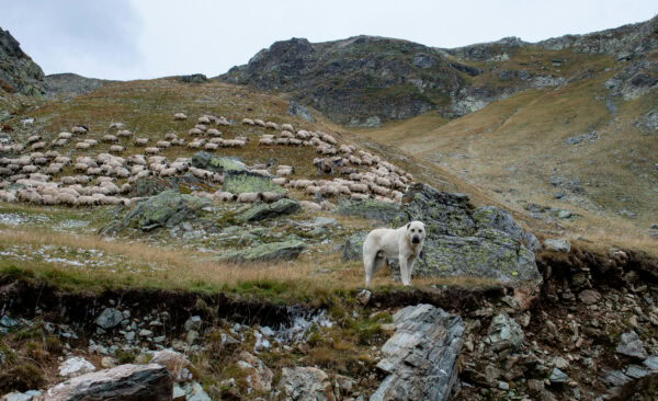 pexels marian strinoiu 1805558 13923609