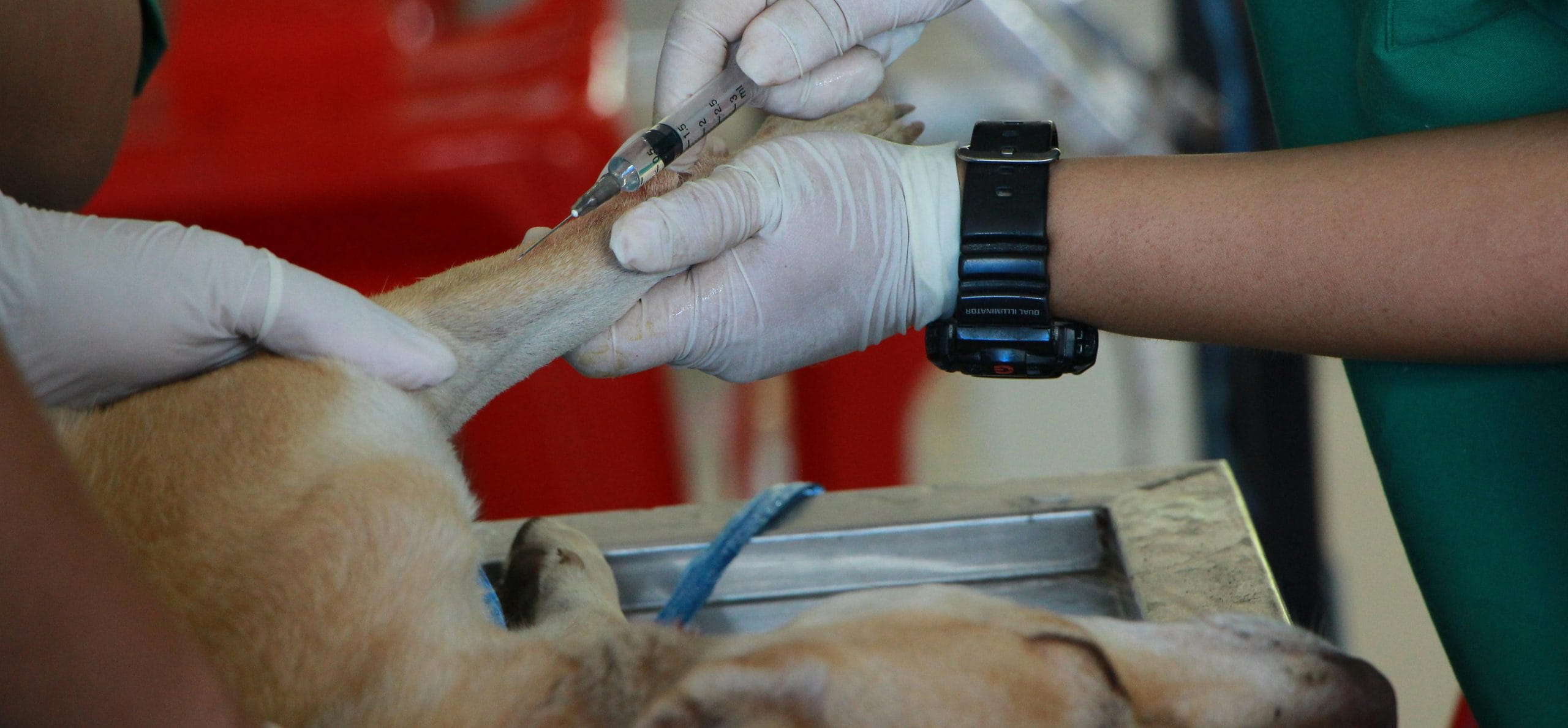 vet image scaled