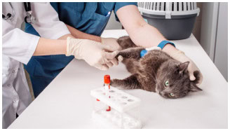 What is DNA sampling in companion animals and why is it important sm