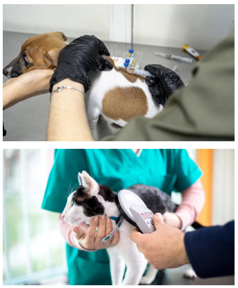 What is microchipping and why is it important sm1