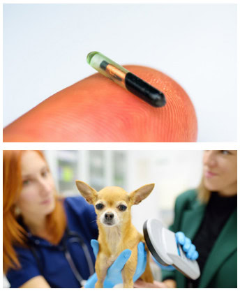 What is microchipping and why is it important sm2