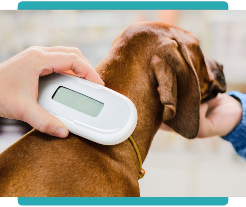 What is microchipping and why is it important