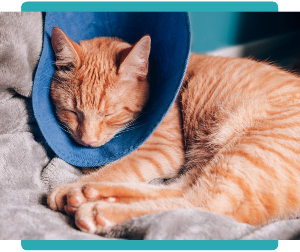 What is neutering and why is it important