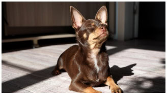 What is neutering and why is it important sm