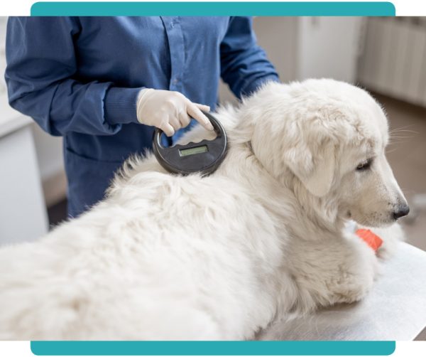 What is the national pet registry