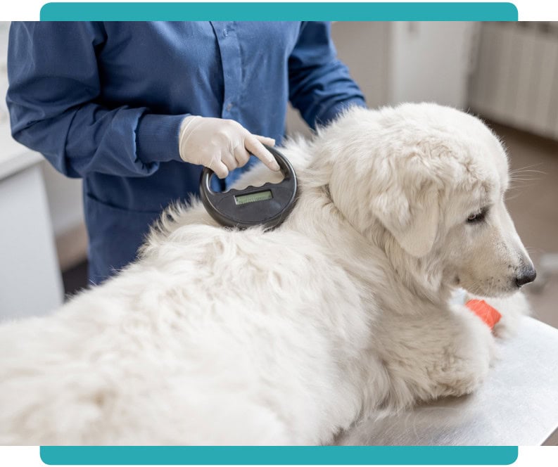 What is the national pet registry
