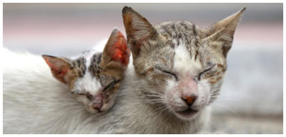 where do strays come from sm 1